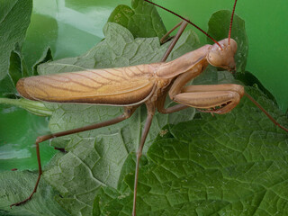 Close-up of a brown praying mantis