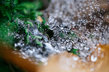 Water drop covered spider's web with leaves in the background