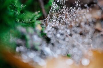 Water drop covered spider's web with leaves in the background