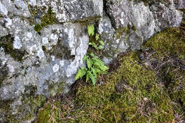 Rock texture, stone rock covered with moss. The stone on which the moss grows. Background for design with a stone. Textures of natural materials. Grainy texture.