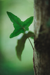 Obraz premium Ivy leaf texture on tree trunk