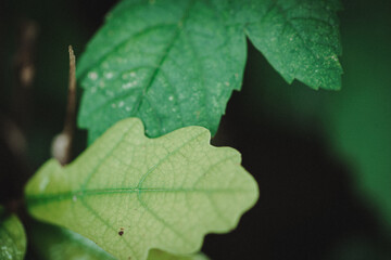 Oak leaf with maple leaf in the background
