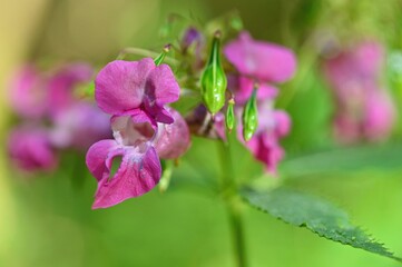 A beautiful violet flower in the grass. Natural colorful background.