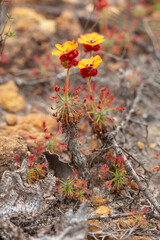 Drosera barbigera, east of Jurien Bay, Western Australia