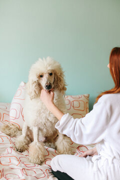 Woman having fun with her white royal poodle, indoor
