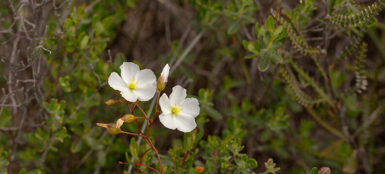 Drosera thysanosepala, east of Jurien Bay, Western Australia