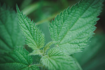 Stinging Nettle