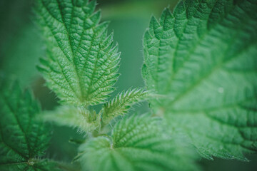Stinging Nettle