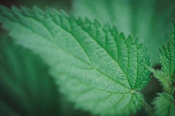 Stinging Nettle