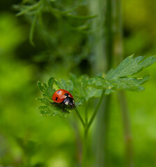 A ladybug crawls on a parsley leaf. Blurry green background. Spring time.