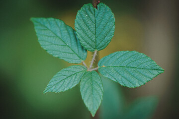 Blackberry leaf