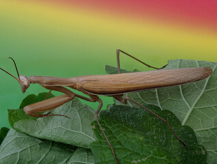 Close-up of a brown praying mantis