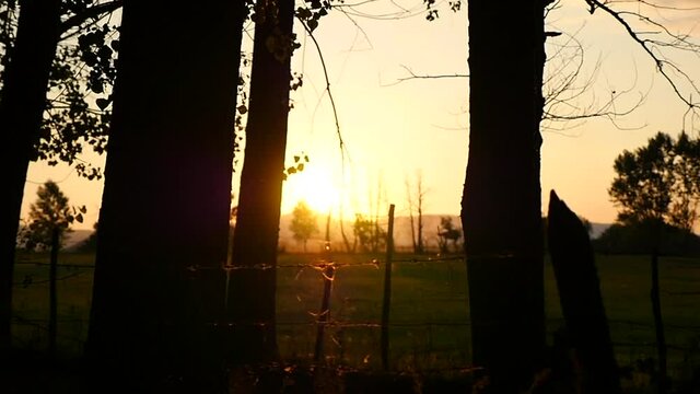 dal finestrino dell'auto, veduta panoramica di una siepe al tramonto contro luce