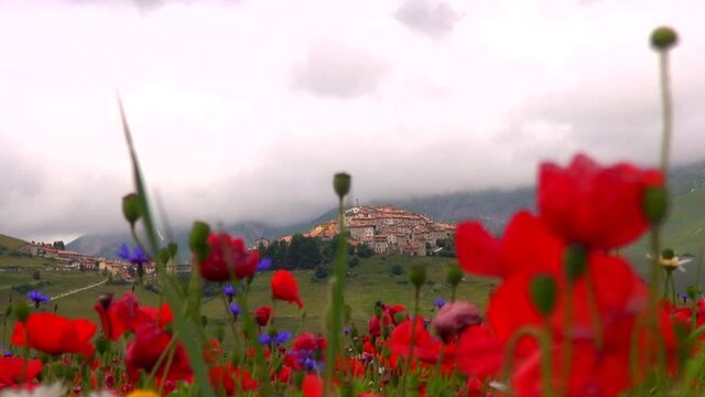 primo piano di fiori sullo sfondo Castelluccio di Norcia