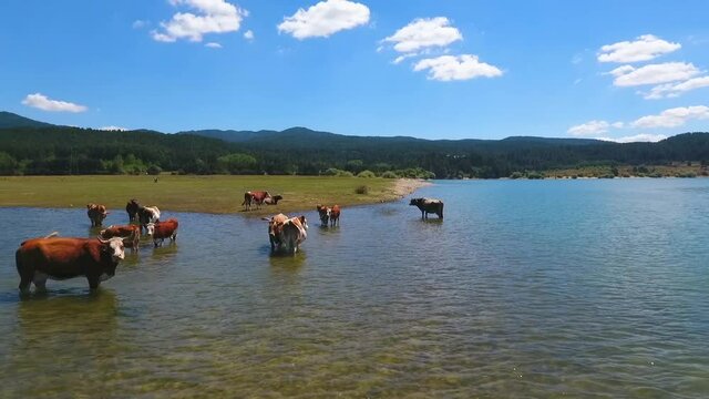 ripresa con drone di mucche allo stato brado che fanno il bagno in un lago