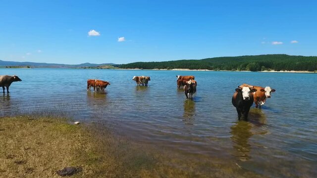ripresa con drone di mucche allo stato brado che fanno il bagno in un lago