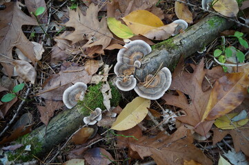 Pilsen in Herbst