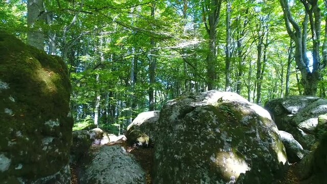 la pietra vulcanica nella faggeta dei monti Cimini 
