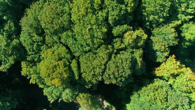 Ripresa Aerea in zenitale di un fitto bosco