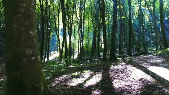 faggeta con raggi di sole ripresa in slomotion