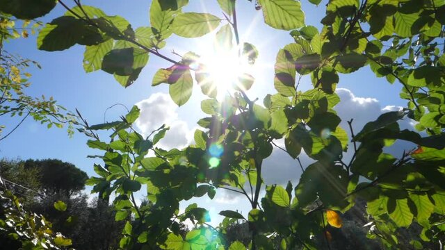 foglie di albero al sole, controluce