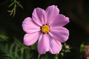 Obraz premium Blüte einer Cosmea in der Natur
