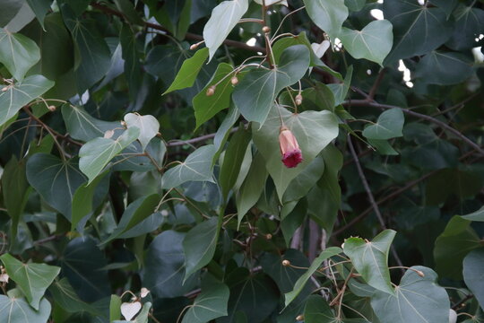 Dark red flower of Portia tree blooming on branch and blur dark green leves background, Thailand. Another name is Indian Tulip Tree, Pacific Rosewood, Seaside Mahoe, Milo and Aden Apple.