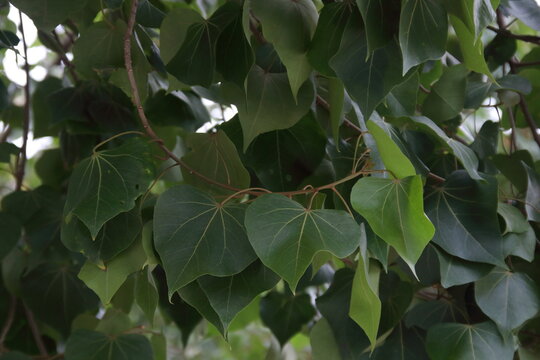 Dark green leaf and heart shape of Portia tree  on branch, Thailand. Another name is Indian Tulip Tree, Pacific Rosewood, Seaside Mahoe, Milo and Aden Apple.