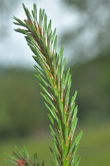 close up of a needles