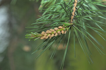 close up of pine conesA young sprig of pine