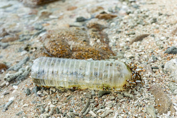 Plastic bottle is on the beach.