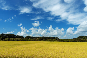 Fototapeta premium 【青森県五所川原市毘沙門】稔りの秋