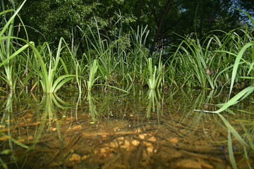 meadows in the rainy summer
