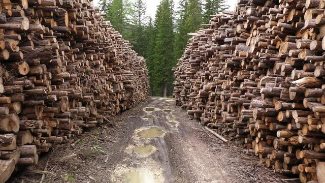 Aerial view flying through neatly stacked tree trunks, impact of deforestation and heavy industry on global ecological system
