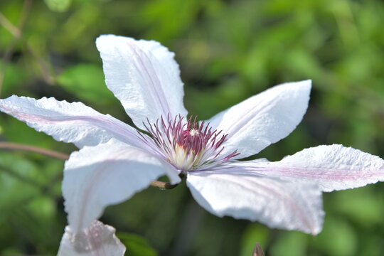 Blooming climatis