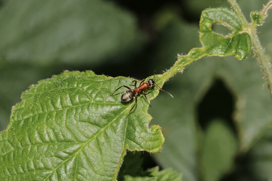 Rossameise auf einem Brombeerblatt, Camponotus ligniperda
