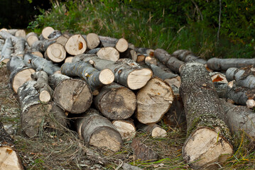 The felled trees lie on the ground. Logs close up on a pile on a forest background. The concept of illegal deforestation and environmental protection.