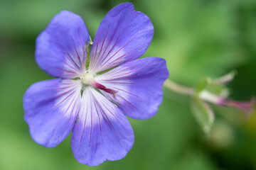 blue iris flower closeup