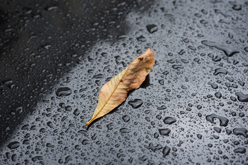 Closeup of autumnal leaf on black car roof by rainy day