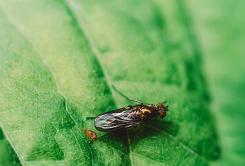 fly on leaf