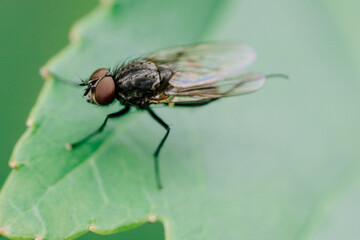 fly on leaf macro
