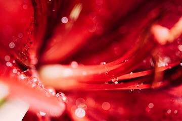 Abstract water drops on red flower
