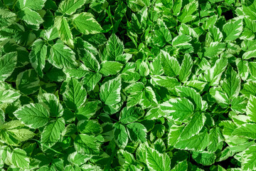 fresh garden mint leaves as a natural background