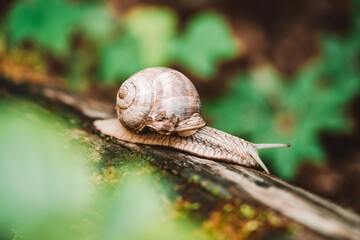 Snail on its long way