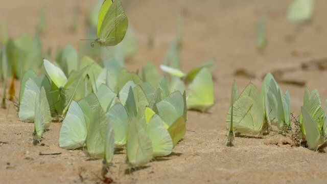Many yellow and orange Apricot Sulfur Butterflies (Phoebis argante), which collect water on the sandy beach of the Tapaj&oacute;s River. Village of Solim&otilde;es, State of Par&aacute;, Brazil.