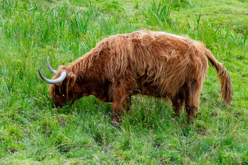 Hochlandrind, Highland cattles im schottischen Hochland