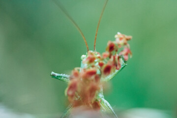 grasshopper on a flower