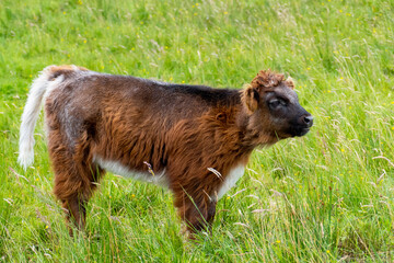 Highland cattle Kalb in den Highlands von Schottland