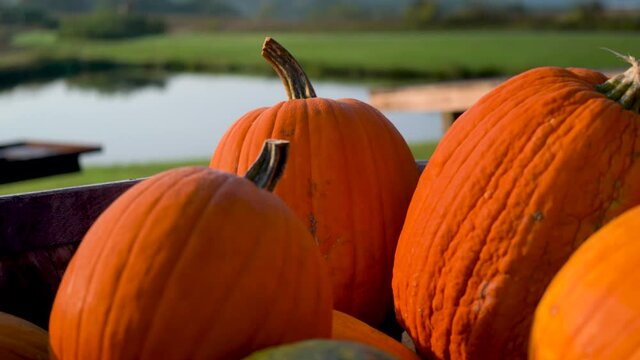 Extreme closeup on orange pumpkins in a bin camera moving to the left.