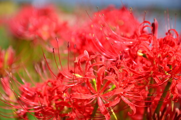 赤い彼岸花（曼珠沙華）